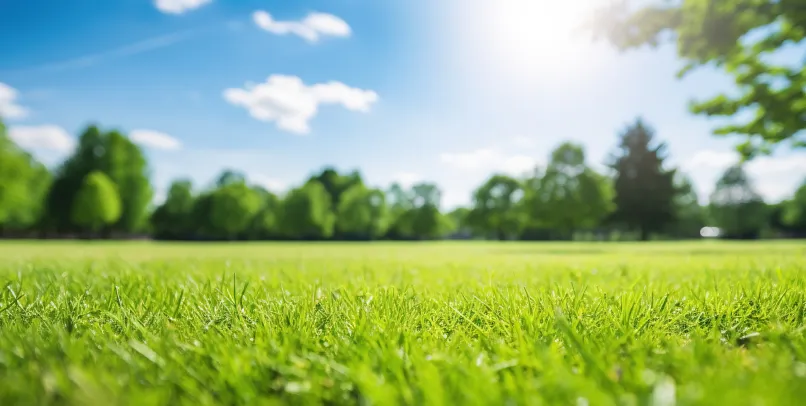 Lawn Care Services