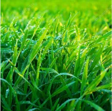 Lawn