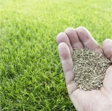 Overseeding