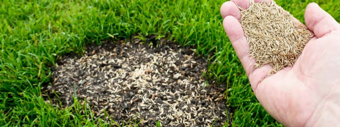 Overseeding