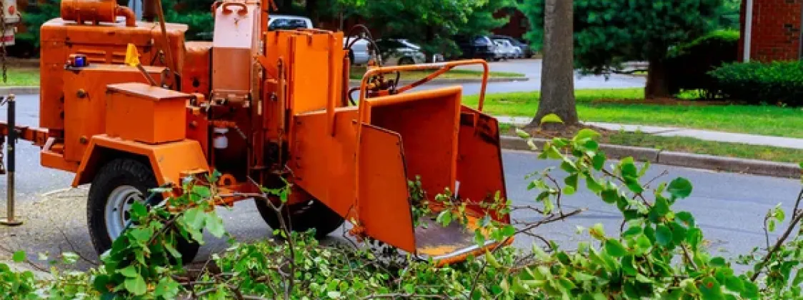 Tree Risk Analysis