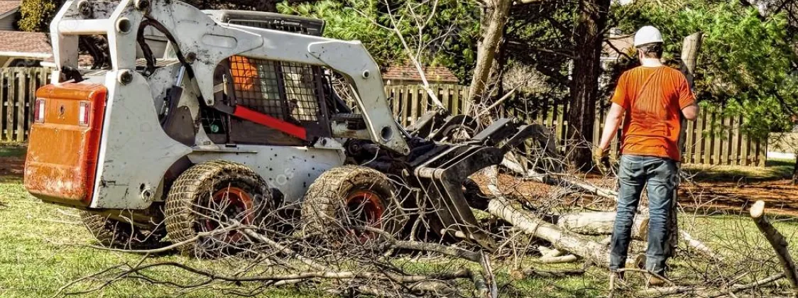 Tree Removal