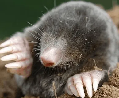 Mole