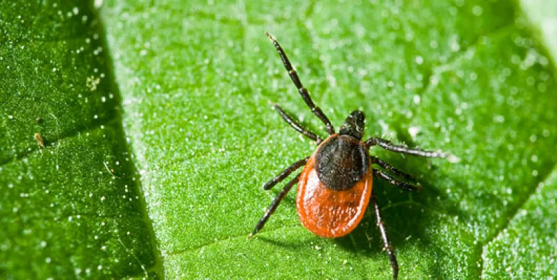 Pest banner