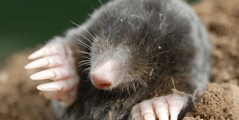 Mole and Vole Banner