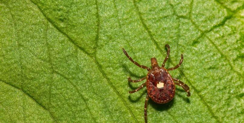 Tick