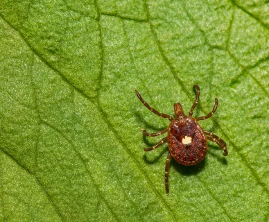 Tick
