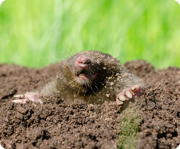 Mole and Vole Control